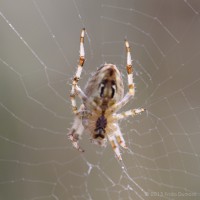 /album/macro/frida-dumont-img-2431-jpg/